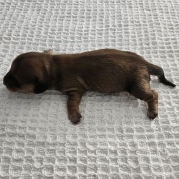 Chocolate and Cream Female (Shaded Cream) 1 - Chocolate and cream female Dachshund puppy in Mesa, Arizona from T&J Lovable Longhaired AKC Dachshunds