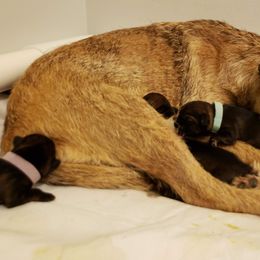 Border Terrier Puppies from Cornerstone Border Terriers