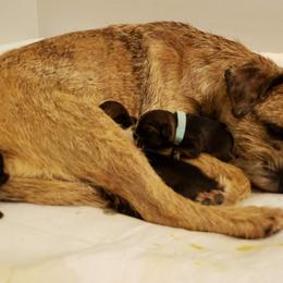 Border Terrier Puppies from Cornerstone Border Terriers