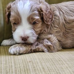 Jude - Apricot male Australian Labradoodle puppy in Lithia, Florida from Waterford Doodle Farm