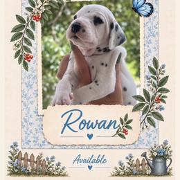 Rowan - White and black male Dalmatian puppy in Lehigh Acres, Florida from PupsMansion