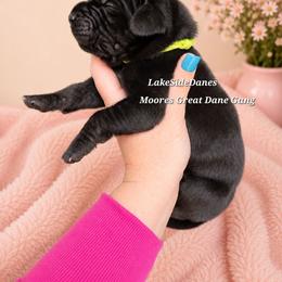 Rocky (brindle point) - Black male Great Dane puppy in Port Clinton, Ohio from LakeSide Danes