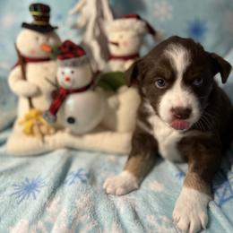 Prancer - Red tri female Miniature Australian Shepherd puppy in Kinsale, Virginia from Northern Neck Aussies