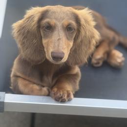Dachshund Puppies from EntityDachs