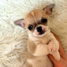 Chiffon - Gold and white male Chihuahua puppy in Allentown, Pennsylvania from Tsunami Cockers & Chihuahuas