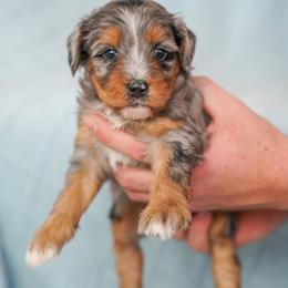 Kayce - Merle male Bernedoodle puppy in Dundee, Ohio from Down Home Doodle