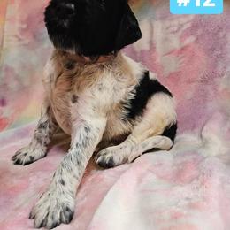 Doc - White and black ticked male Large Münsterländer puppy in Fremont, Wisconsin from Feather Cloud Kennels