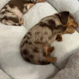 Monroe (Chocolate and Tan Dapple) - Dapple female Dachshund puppy in Tyrone, Pennsylvania from Hickory Hollow Dachshunds