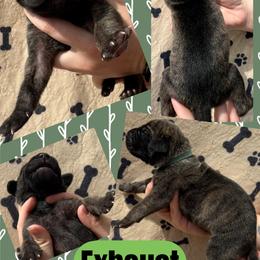 Exhaust - Brindle male Great Dane puppy in Wellsville, New York from Prophecy Danes