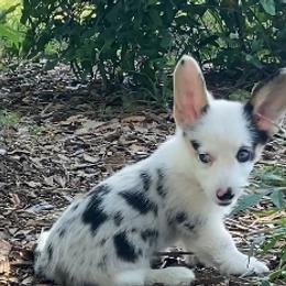 American Corgi and Pembroke Welsh Corgi Puppies from Swell Corgis