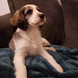 Companion Cross Puppies from Mandala Dogs