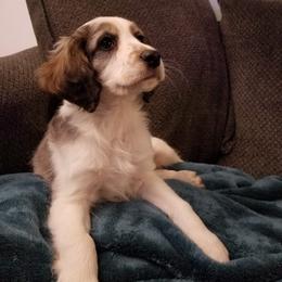 Companion Cross Puppies from Mandala Dogs