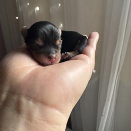 Yorkshire Terrier Puppies from Crystal Garden Yorkies