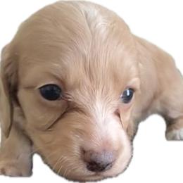 Female Cream Longhair - Cream female Dachshund puppy in El Paso, Texas from InnerVision K9 & Dachs