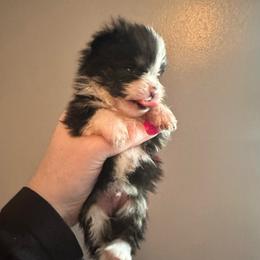 Tux - Black parti male Pomeranian puppy in Waterloo, Indiana from Garcias Pomeranian