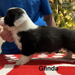 Girl 2 - Brindle and white female Cardigan Welsh Corgi puppy in Cumby, Texas from Windmill GSD and Cardigan Welsh Corgis