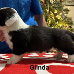 Girl 2 - Brindle and white female Cardigan Welsh Corgi puppy in Cumby, Texas from Windmill GSD and Cardigan Welsh Corgis