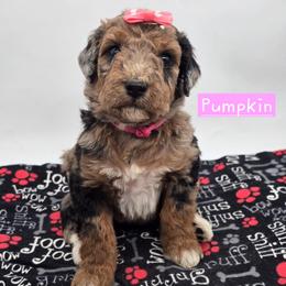 Pumpkin - Merle female Bernedoodle puppy in Neillsville, Wisconsin from Granton Creek
