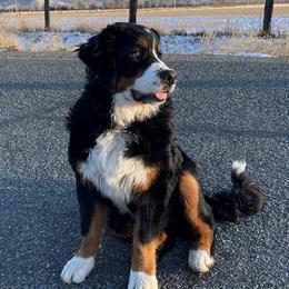 Gilly - Bernese Mountain Dog