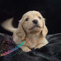 Sun - Cream female Dachshund puppy in Peyton, Colorado from Dachshund Universe