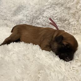 Mauve - Wheaten female Soft Coated Wheaten Terrier puppy in Newark, Ohio from Valleydayle Doodles and Wheatens