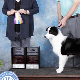 Border Collies and Papillons from Royal T Kennel