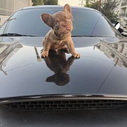 Chapparito (current name) - Tricolors male French Bulldog puppy in Los Angeles, California from westsidefrenchies