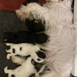 Yorkipoo and Yorkshire Terrier Puppies from Danza Bolo