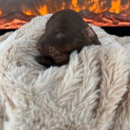 Crush - Chocolate and tan male Dachshund puppy in North Fort Myers, Florida from Trust Fund Devil Kennel
