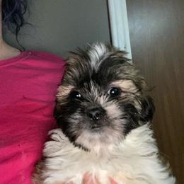 Pop - Sable male Shih Tzu puppy in Double Springs, Alabama from Little Friends Kennel and southern Shih Tzus