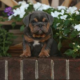 Red collar male puppy - Blue tri-color male Bulldog puppy in Lewisberry, Pennsylvania from Salted Rim Corgis