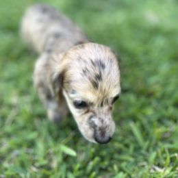 Becky - Dapple Dachshund puppy in Sebring, Florida from Mini Weenies