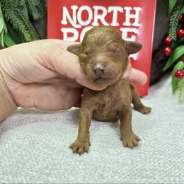 Tyler - Red  male Poodle puppy in Monetta, South Carolina from Moonrise Poodles