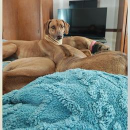 Rhodesian Ridgeback - Wheaten brn nose female Rhodesian Ridgeback puppy in Cuyahoga Falls, Ohio from Fisher’s Rhodesian Ridgebacks