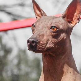 American Hairless Terriers from Popping Off AHTs