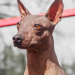 American Hairless Terriers from Popping Off AHTs