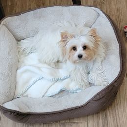 Canoe - Yorkshire Terrier