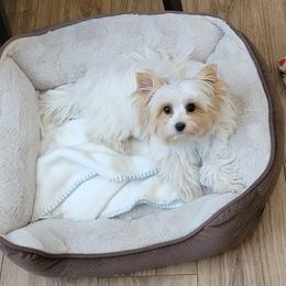 Canoe - Yorkshire Terrier