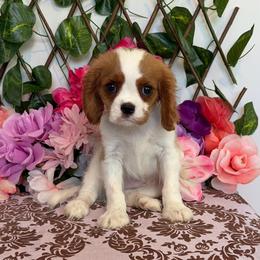 Chase - Blenheim male Cavalier King Charles Spaniel puppy in Hollywood, Florida from World Class Cavaliers
