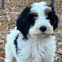 Templeton - Tri-color male Bernedoodle puppy in Longmont, Colorado from Colorado Miniature Bernedoodle Puppies