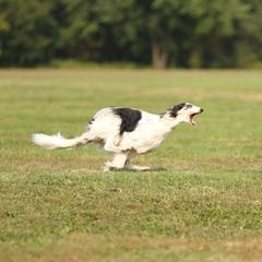 Borzoi All Grown Up from Rovenna Borzoi