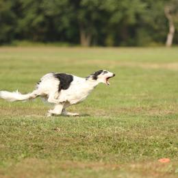 Borzoi All Grown Up from Rovenna Borzoi