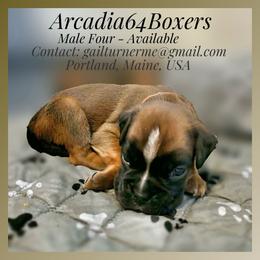 Male 4 - Fawn male Boxer puppy in Portland, Maine from Gail's Boxers