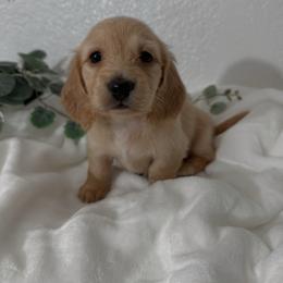 Kaluu - Cream male Dachshund puppy in San Diego, California from Enchanted little dachshunds