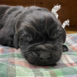 Maggie Silver girl - Newfoundland puppy from Latin of Course Newfoundlands