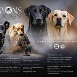 Labrador Retriever puppies from Essayons Gundogs