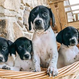 German Shorthaired Pointers from Southern Lands Kennels