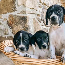 German Shorthaired Pointers from Southern Lands Kennels