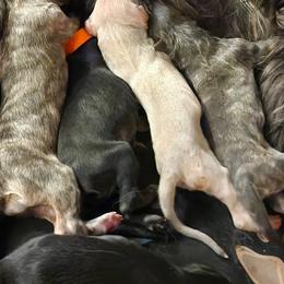 Afghan Hounds from Maringal Sams n Ghans