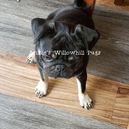 Stanley - Pug